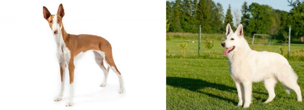 White Shepherd vs Ibizan Hound - Breed Comparison