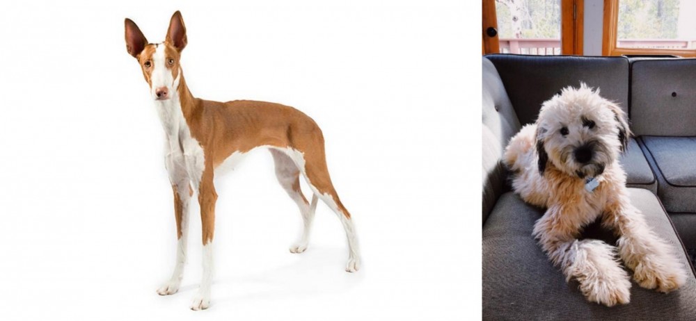 Whoodles vs Ibizan Hound - Breed Comparison