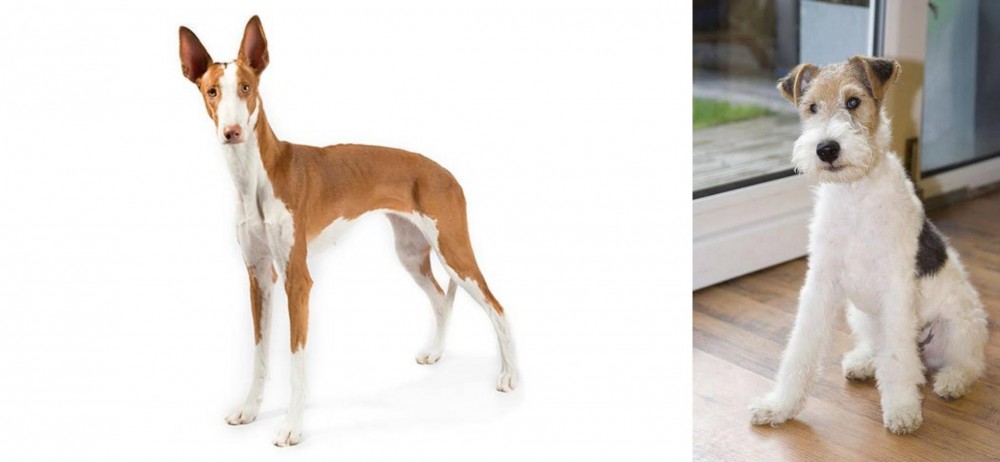 Wire Fox Terrier vs Ibizan Hound - Breed Comparison