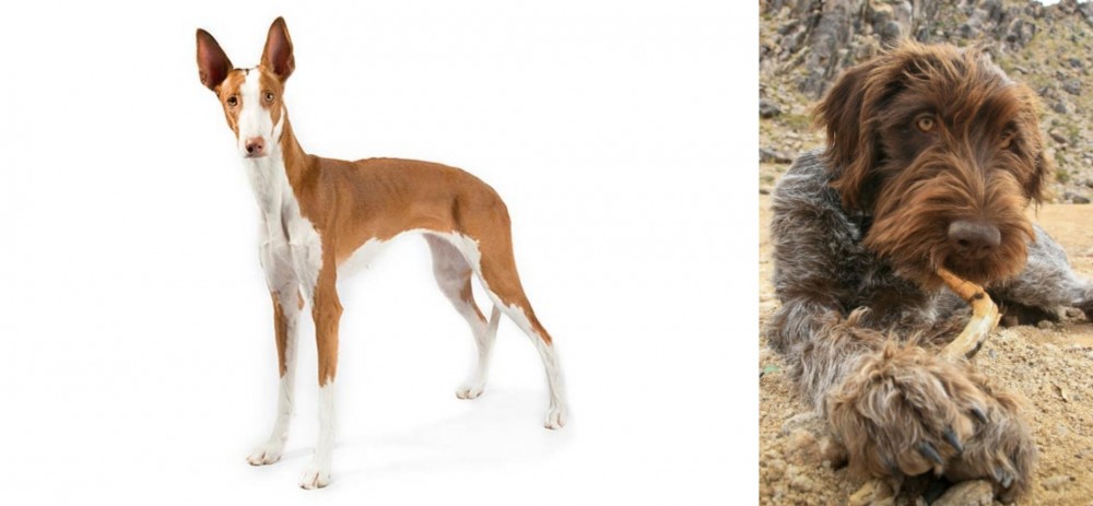 Wirehaired Pointing Griffon vs Ibizan Hound - Breed Comparison