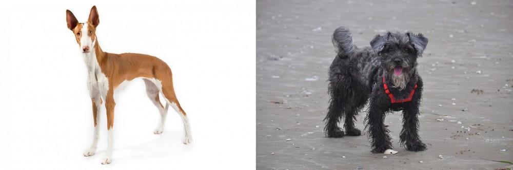 YorkiePoo vs Ibizan Hound - Breed Comparison