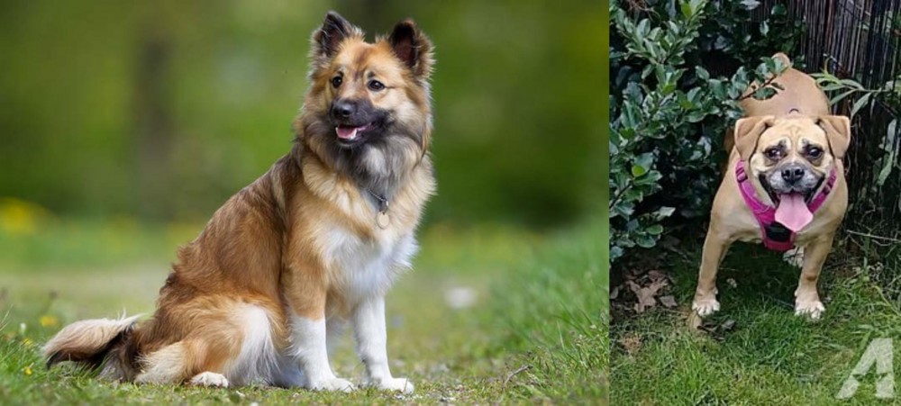 Beabull vs Icelandic Sheepdog - Breed Comparison