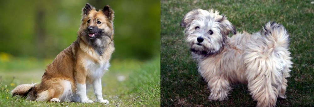 Havapoo vs Icelandic Sheepdog - Breed Comparison