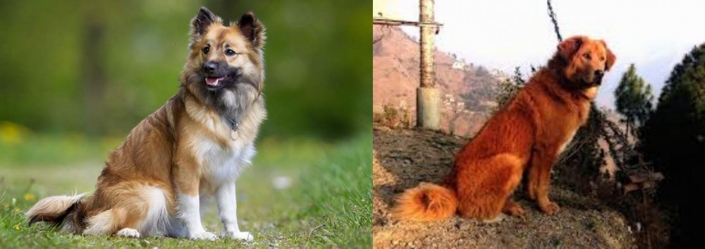 Himalayan Sheepdog vs Icelandic Sheepdog - Breed Comparison