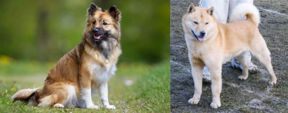 Hokkaido vs Icelandic Sheepdog - Breed Comparison