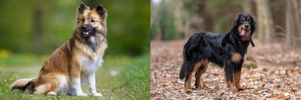 Hovawart vs Icelandic Sheepdog - Breed Comparison