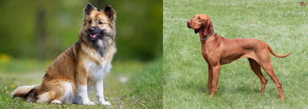 Hungarian Vizsla vs Icelandic Sheepdog - Breed Comparison