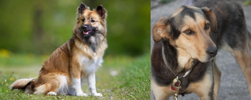 Huntaway vs Icelandic Sheepdog - Breed Comparison
