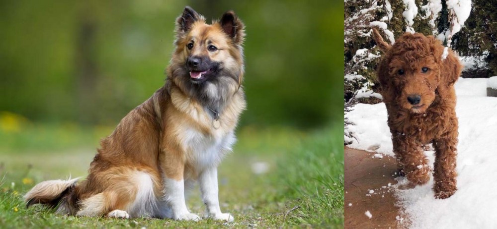 Irish Doodles vs Icelandic Sheepdog - Breed Comparison