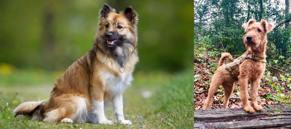 Irish Terrier vs Icelandic Sheepdog - Breed Comparison