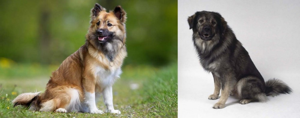Istrian Sheepdog vs Icelandic Sheepdog - Breed Comparison