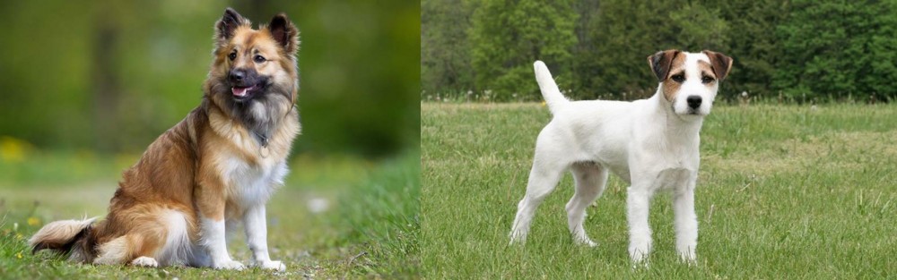 Jack Russell Terrier vs Icelandic Sheepdog - Breed Comparison