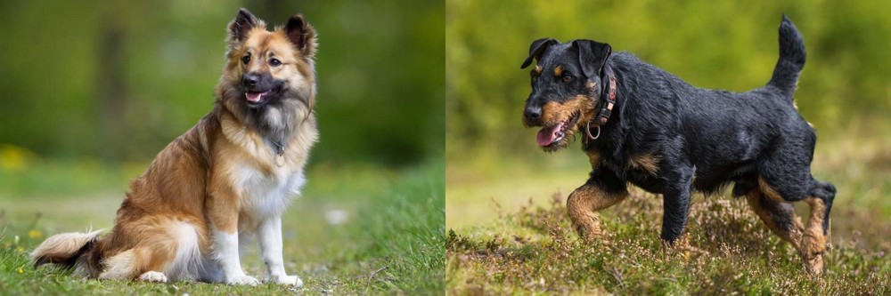 Jagdterrier vs Icelandic Sheepdog - Breed Comparison