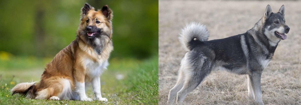 Jamthund vs Icelandic Sheepdog - Breed Comparison