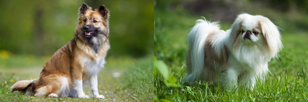 Japanese Chin vs Icelandic Sheepdog - Breed Comparison