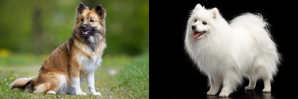 Japanese Spitz vs Icelandic Sheepdog - Breed Comparison