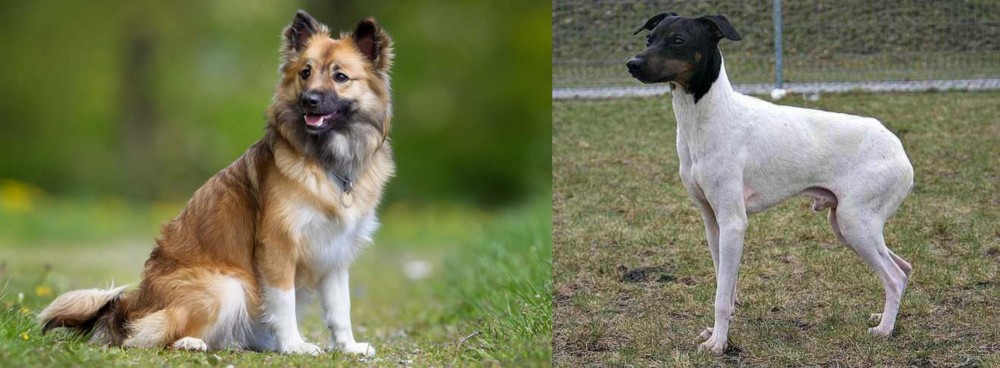 Japanese Terrier vs Icelandic Sheepdog - Breed Comparison