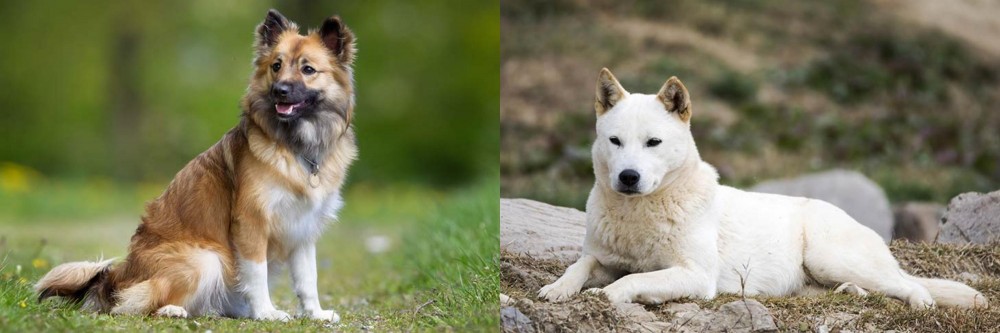 Jindo vs Icelandic Sheepdog - Breed Comparison