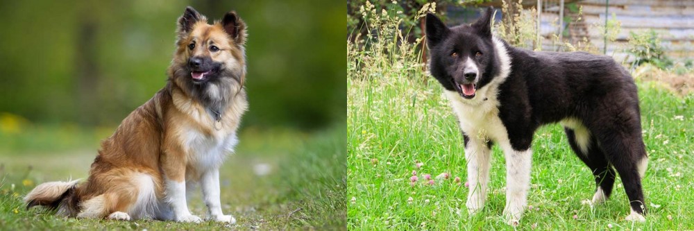 Karelian Bear Dog vs Icelandic Sheepdog - Breed Comparison