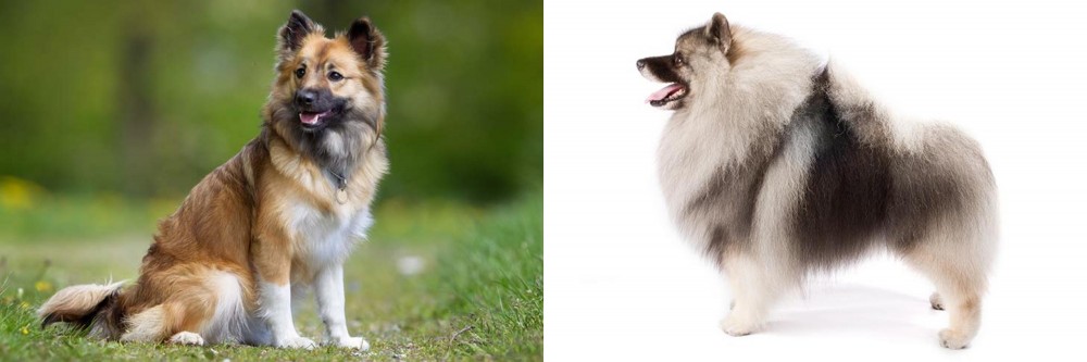 Keeshond vs Icelandic Sheepdog - Breed Comparison