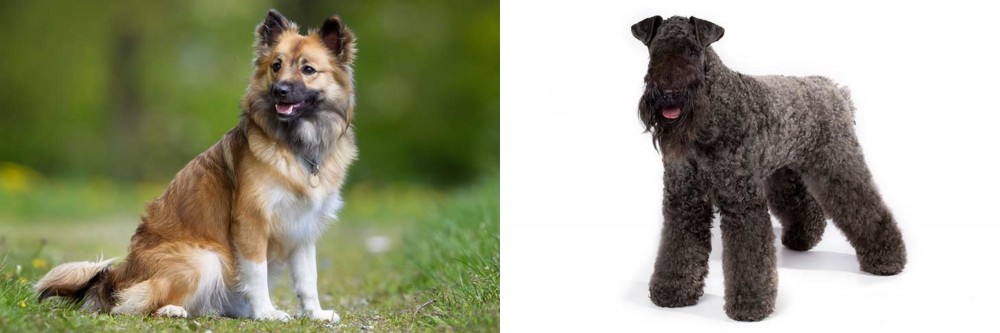 Kerry Blue Terrier vs Icelandic Sheepdog - Breed Comparison