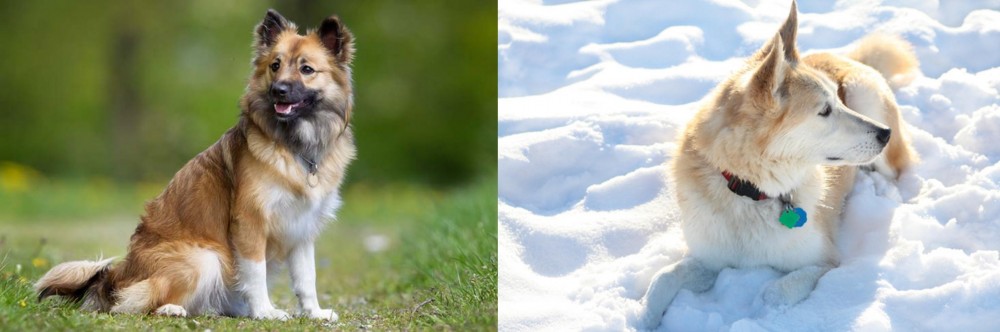 Labrador Husky vs Icelandic Sheepdog - Breed Comparison
