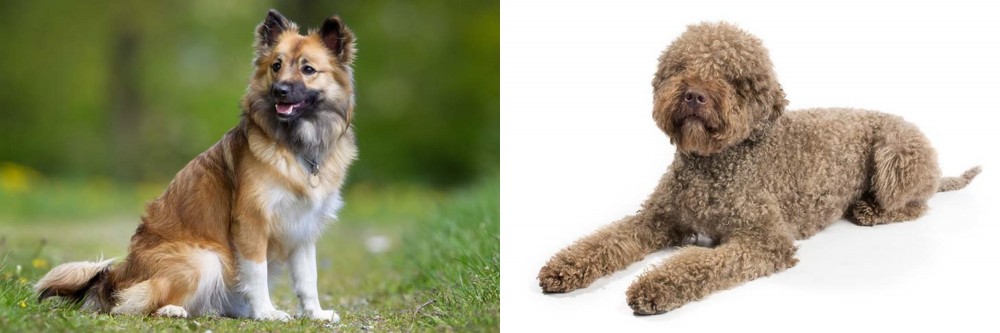 Lagotto Romagnolo vs Icelandic Sheepdog - Breed Comparison