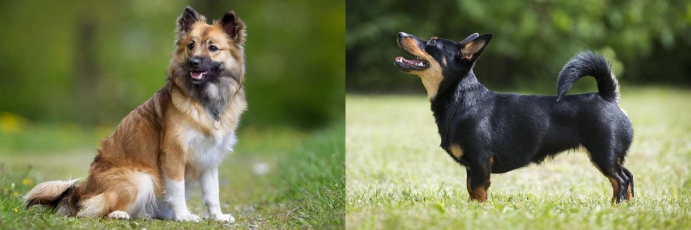 Lancashire Heeler vs Icelandic Sheepdog - Breed Comparison