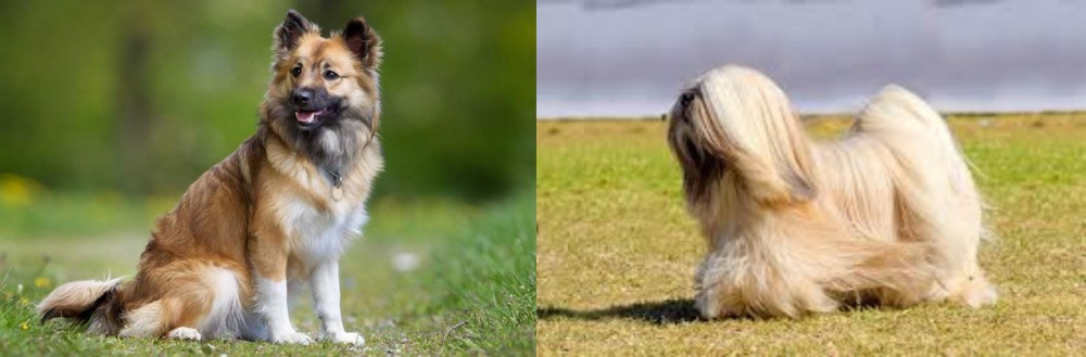 Lhasa Apso vs Icelandic Sheepdog - Breed Comparison