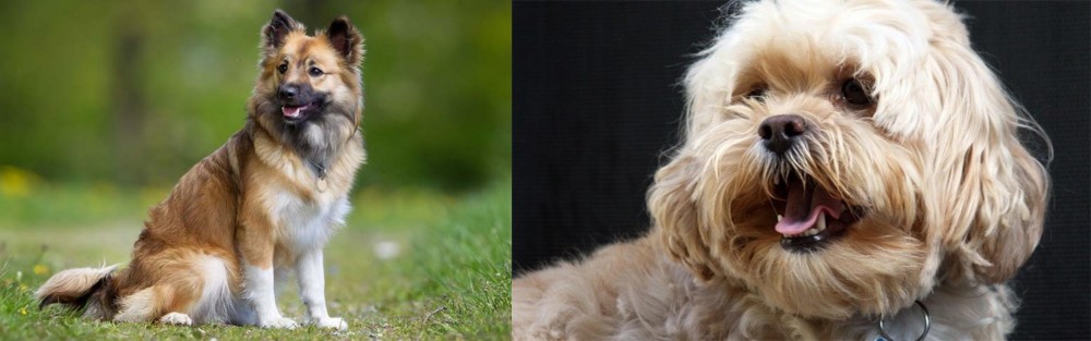 Lhasapoo vs Icelandic Sheepdog - Breed Comparison
