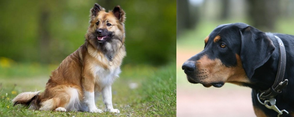 Lithuanian Hound vs Icelandic Sheepdog - Breed Comparison