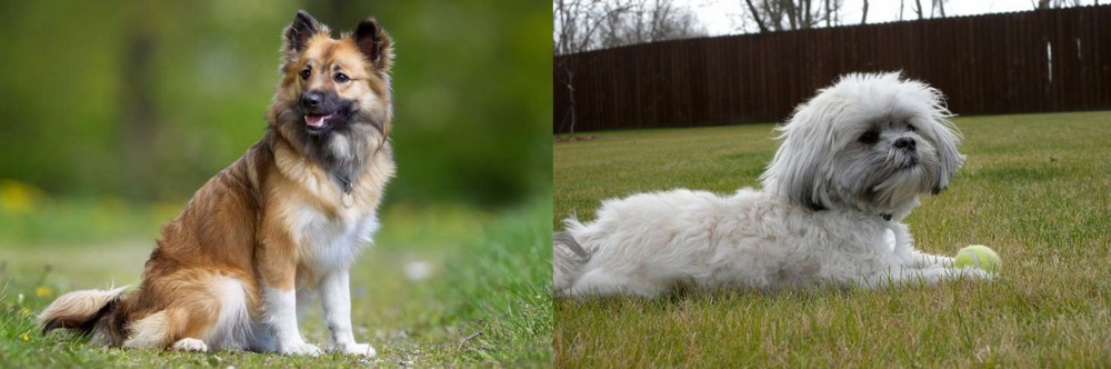 Mal-Shi vs Icelandic Sheepdog - Breed Comparison