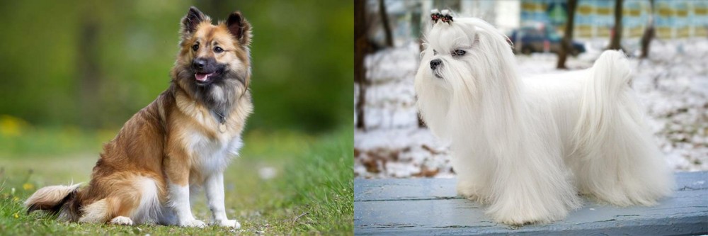 Maltese vs Icelandic Sheepdog - Breed Comparison