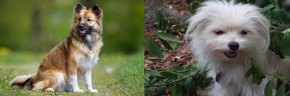 Malti-Pom vs Icelandic Sheepdog - Breed Comparison