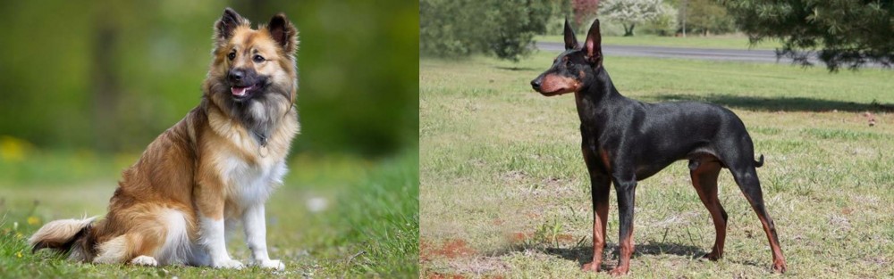 Manchester Terrier vs Icelandic Sheepdog - Breed Comparison