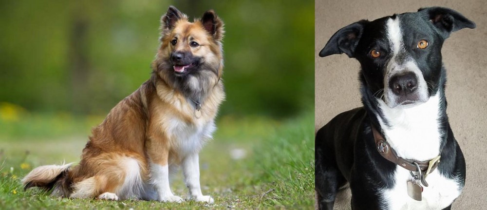 McNab vs Icelandic Sheepdog - Breed Comparison