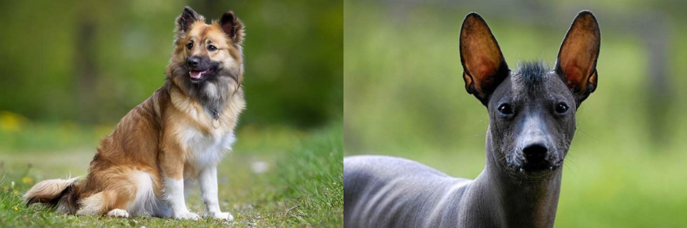 Mexican Hairless vs Icelandic Sheepdog - Breed Comparison