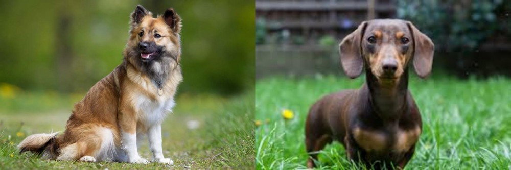 Miniature Dachshund vs Icelandic Sheepdog - Breed Comparison