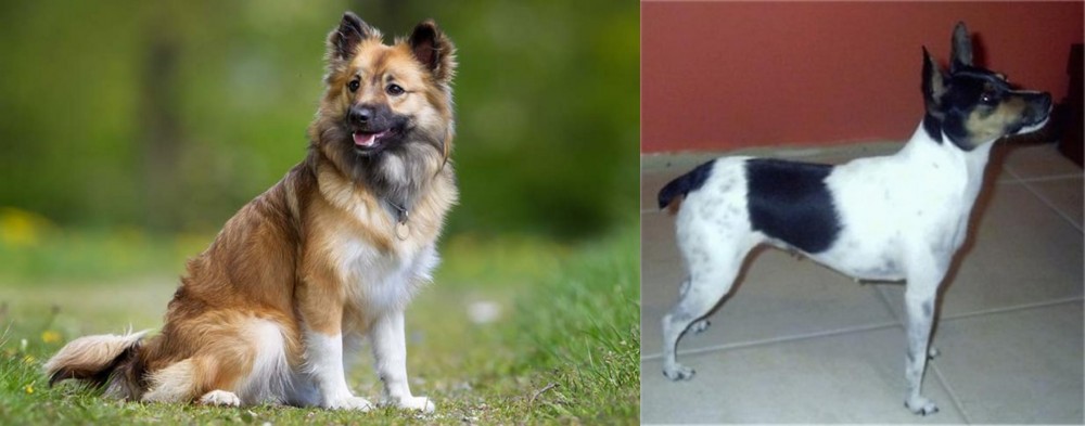 Miniature Fox Terrier vs Icelandic Sheepdog - Breed Comparison
