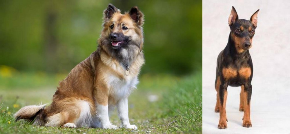 Miniature Pinscher vs Icelandic Sheepdog - Breed Comparison
