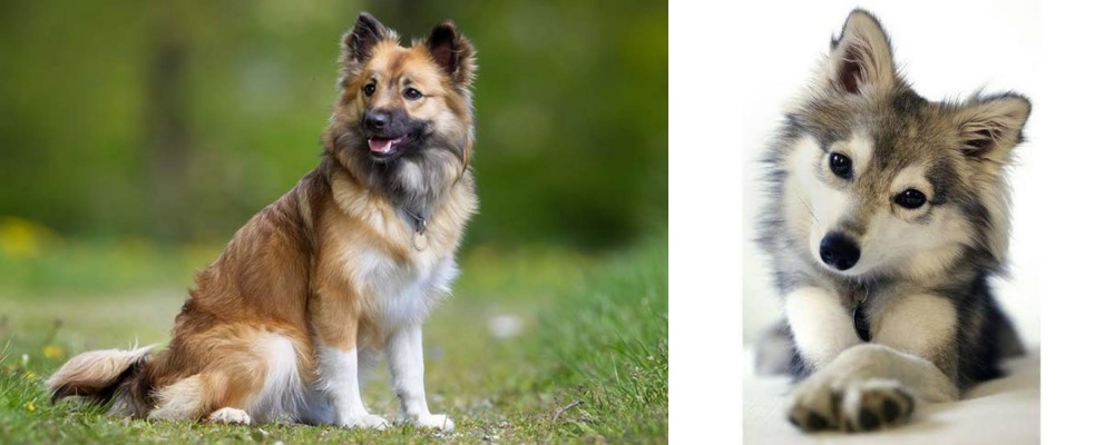 Miniature Siberian Husky vs Icelandic Sheepdog - Breed Comparison