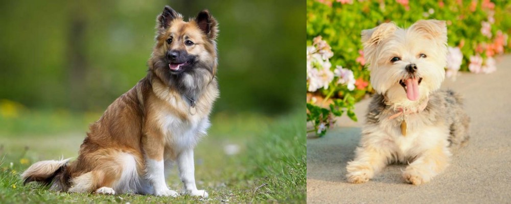 Morkie vs Icelandic Sheepdog - Breed Comparison