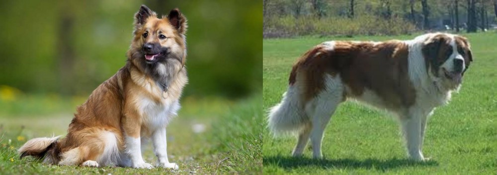 Moscow Watchdog vs Icelandic Sheepdog - Breed Comparison