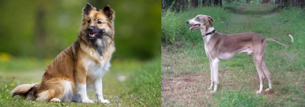 Mudhol Hound vs Icelandic Sheepdog - Breed Comparison