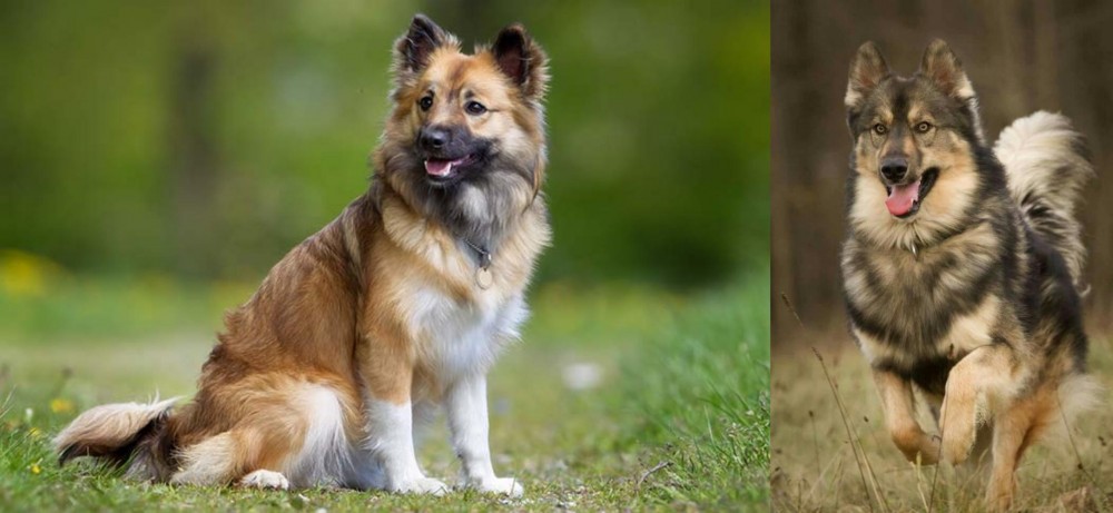 Native American Indian Dog vs Icelandic Sheepdog - Breed Comparison