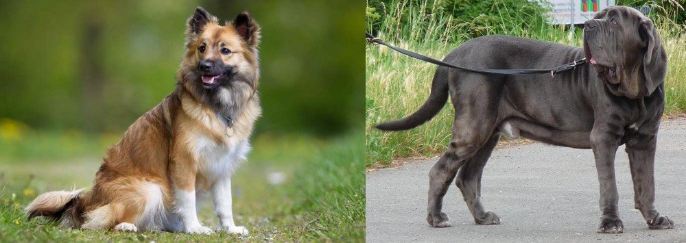 Neapolitan Mastiff vs Icelandic Sheepdog - Breed Comparison