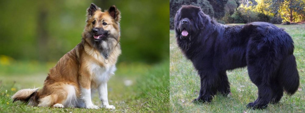 Newfoundland Dog vs Icelandic Sheepdog - Breed Comparison