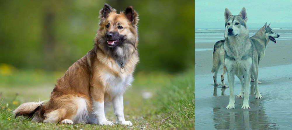 Northern Inuit Dog vs Icelandic Sheepdog - Breed Comparison