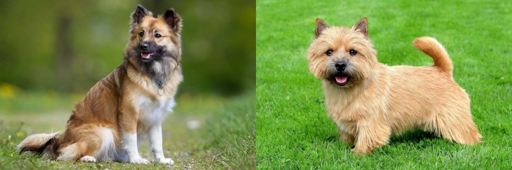 Norwich Terrier vs Icelandic Sheepdog - Breed Comparison