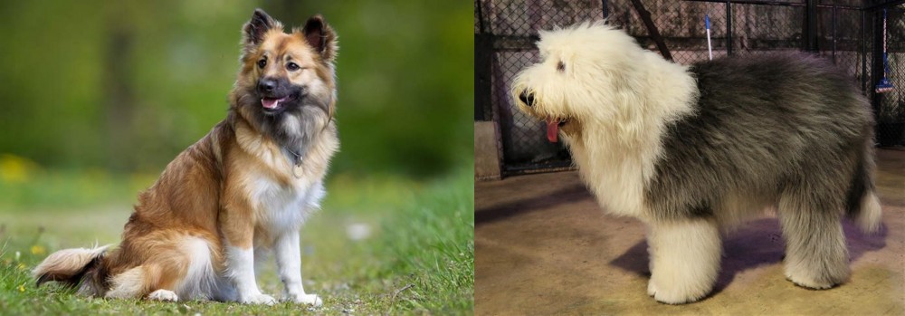 Old English Sheepdog vs Icelandic Sheepdog - Breed Comparison
